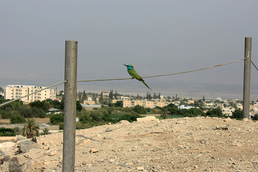Smaragdspint, Merops orientalis -- Israel / Palästina, Jericho, 2012