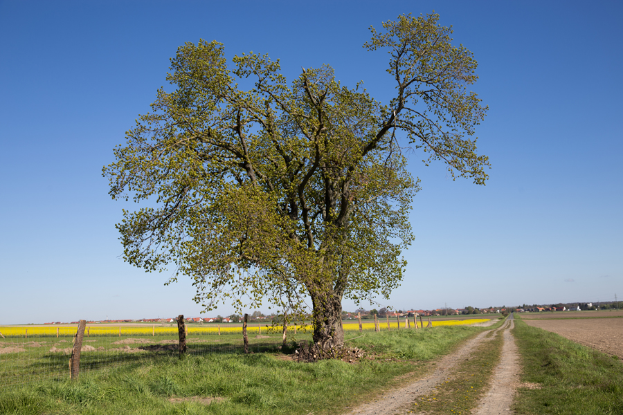 Baum in der Feldmark zwischen der Südstadt und Rautheim