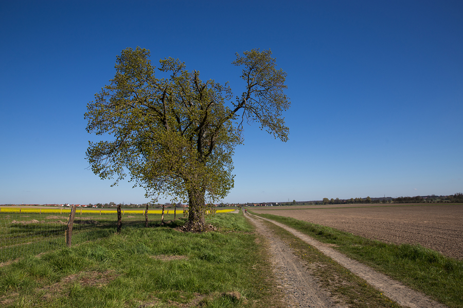 Baum in der Feldmark zwischen Südstadt und Rautheim.