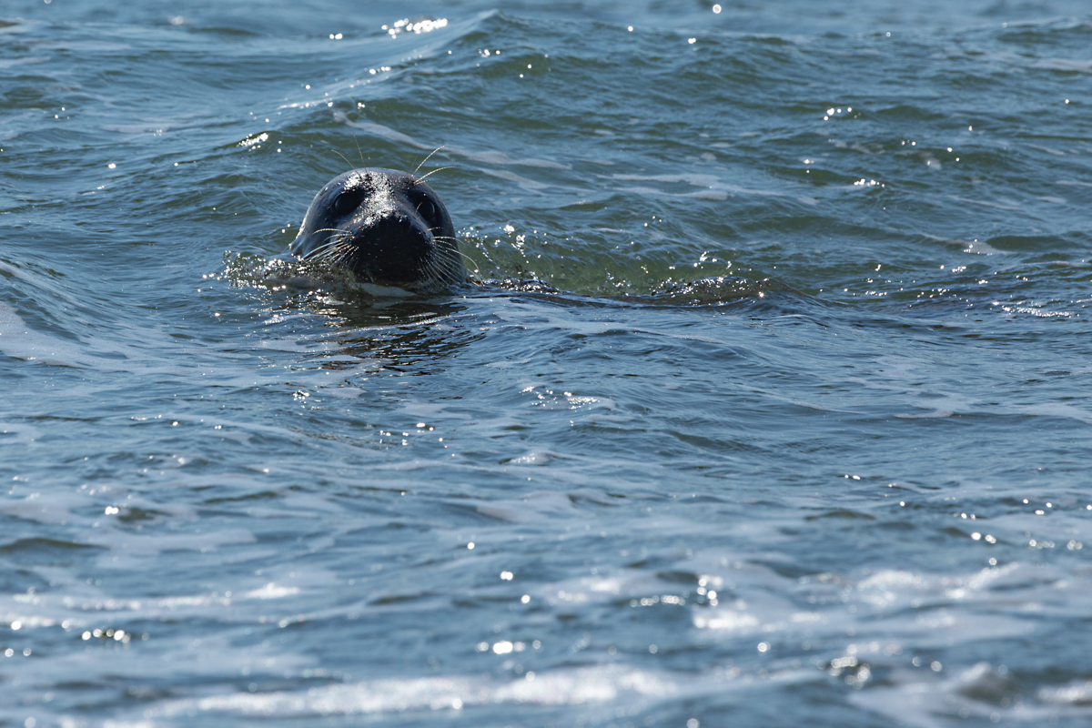 Seehund am Südstrand